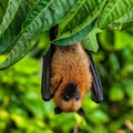 Seychelles fruit bat or flying fox Pteropus seychellensis at La Digue,Seychelles Royalty Free Stock Photo
