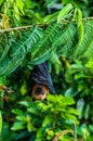 Seychelles fruit bat or flying fox Pteropus seychellensis at La Digue,Seychelles Royalty Free Stock Photo