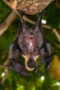 Seychelles fruit bat or flying fox Pteropus seychellensis at La Digue,Seychelles Royalty Free Stock Photo