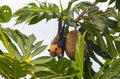 Seychelles Fruit bat Pteropus seychellensis Royalty Free Stock Photo