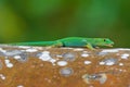 Seychelles Giant Day Gecko - Phelsuma sundbergi is diurnal species of green geckos, lives on islands of Seychelles and inhabits Royalty Free Stock Photo