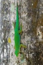 Seychelles Giant Day Gecko - Phelsuma sundbergi is diurnal species of green geckos, lives on islands of Seychelles and inhabits Royalty Free Stock Photo