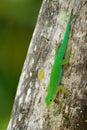 Seychelles Giant Day Gecko - Phelsuma sundbergi is diurnal species of green geckos, lives on islands of Seychelles and inhabits Royalty Free Stock Photo