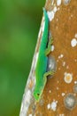 Seychelles Giant Day Gecko - Phelsuma sundbergi is diurnal species of green geckos, lives on islands of Seychelles and inhabits Royalty Free Stock Photo