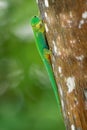 Seychelles Giant Day Gecko - Phelsuma sundbergi is diurnal species of green geckos, lives on islands of Seychelles and inhabits Royalty Free Stock Photo