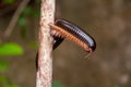 The Seychelles giant millipede on a tree branch