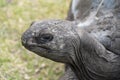 Seychelles giant terrestrial turtle close up portrait Royalty Free Stock Photo