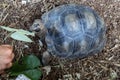 Seychelles giant terrestrial turtle close up portrait Royalty Free Stock Photo