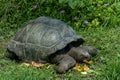 Seychelles giant terrestrial turtle close up portrait Royalty Free Stock Photo