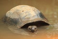 Seychelles giant tortoise