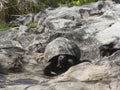 Seychelles Giant Tortoise