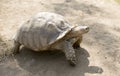 Seychelles giant tortoise Royalty Free Stock Photo