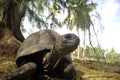 Seychelles Giant Tortoise Aldabrachelys Gigantea Hololissa Curieuse Island Royalty Free Stock Photo