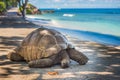 Seychelles giant tortoise Royalty Free Stock Photo