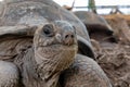 Seychelles giant tortoise.