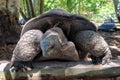 Seychelles giant tortoise. Royalty Free Stock Photo