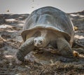 Seychelles giant tortoise Royalty Free Stock Photo