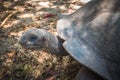 Seychelles giant tortoise Royalty Free Stock Photo