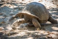 Seychelles giant tortoise Royalty Free Stock Photo