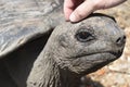 Seychelles Giant Tortoise, La Digue Royalty Free Stock Photo
