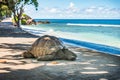 Seychelles giant tortoise, La Digue island Royalty Free Stock Photo