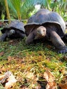 Seychelles giant tortoise, Latin name Aldabrachelys gigantea Royalty Free Stock Photo