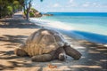 Seychelles giant tortoise Royalty Free Stock Photo