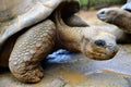 Seychelles Giant Tortoises