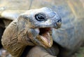 Seychelles Giant Tortoises, Aldabrachelys gigantea