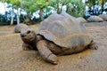 Seychelles Giant Tortoises, Aldabrachelys gigantea