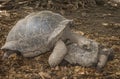 Seychelles Giant tortoises mating Royalty Free Stock Photo