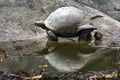 Seychelles giant turtle Royalty Free Stock Photo