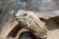 Seychelles giant turtle close up Royalty Free Stock Photo