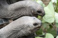 Seychelles giant terrestrial turtle close up portrait Royalty Free Stock Photo