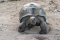 Seychelles giant terrestrial turtle close up portrait Royalty Free Stock Photo