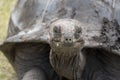 Seychelles giant terrestrial turtle close up portrait Royalty Free Stock Photo