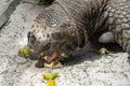 Seychelles giant terrestrial turtle close up portrait Royalty Free Stock Photo