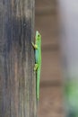 Seychelles green gecko close up