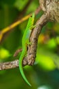 Seychelles Green Gecko