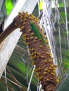 Seychelles, green lizard on a coconut palm tree