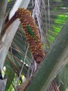 Seychelles, green lizard on a coconut palm tree