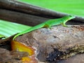 Seychelles, green lizard