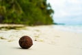 Seychelles island. Tropical Coco nut closeup. Ocean background. Healthy Food, skin care concept. Paradise place