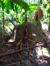 Seychelles palm spider Royalty Free Stock Photo