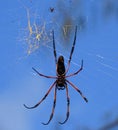 Seychelles palm spider Royalty Free Stock Photo