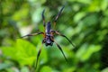 Seychelles palm spider Royalty Free Stock Photo