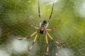 Seychelles palm spider on web Royalty Free Stock Photo