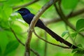 Seychelles paradise flycatcher - Terpsiphone corvina rare bird from Terpsiphone within the family Monarchidae, forest-dwelling Royalty Free Stock Photo