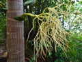 Seychelles, Praslin island, coconut palm in the VallÃÂ©e de Mai Royalty Free Stock Photo