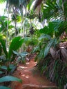 Seychelles, Praslin island, sea coconut in the VallÃÂ©e de Mai Royalty Free Stock Photo